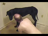 Handsome daddy is giving head to his son's black pet