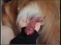 Slutty curious dog owner holds her pets swollen cock and records in this beast fetish movie
