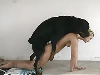 Enormous black dog hammering away on petite pure-breasted blonde cougar in this hot video
