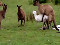Rare zoo fetish video of a well-endowed male kangaroo trying to screw his mate