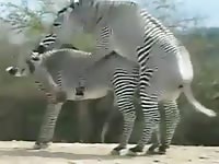 Fabulous zoo sex fetish movie features a pair of beautiful zebras fucking at the local preserve