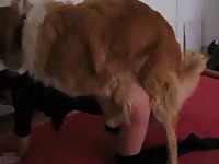 Splendid homemade hardcore fucking video captures wife engaged in zoophilia sex with dog