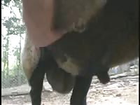 Zoo fetish video of a dude using his hand to empty his sheeps swollen and cum filled balls