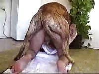 Retired young Judge bends over with his boxers off and enjoys getting anal fucked by animal