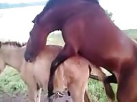 Anal horse fuck Brutal horse