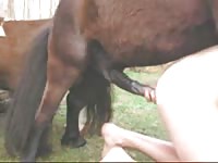 Man Takes Horse Cock