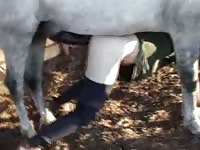 Guy tries to keep ass in the air while being violently ass fucked by horse in this bestiality video