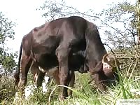 Curious far owner uses his hand to stroke a massive bulls swollen cock in this beast sex movie