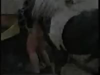 Middle-aged dude sneaks off to the barn and gets fucked by horse in this bestiality footage