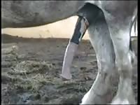 Exclusive zoo fetish video captured by ranch hand that shows a horse getting a hard cock