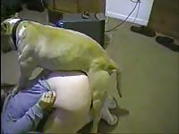 Polish nanny is having fun with her client's pet