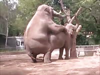 Delightful zoo fetish compilation movie features horses and elephants screwing in the wild