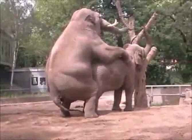 Elephantxxx - Delightful zoo fetish compilation movie features horses and elephants  screwing in the wild - Zoophilia
