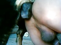 Cock hungry middle-aged man bends over and enjoys doggystyle zoophilia sex with hung K9