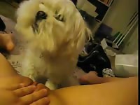 Horny white dog adores having fun with its mistress