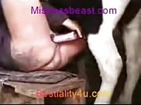 Filthy amateur hoe spreads her thick thighs for hardcore animal sex with a horse in this video