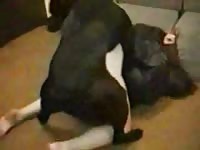 Leggy bent over girlfriend pleases boyfriend by welcoming bestiality sex with his black K9