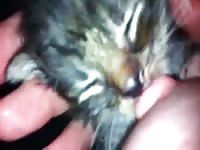 Bodacious amateur exposes her milk filled tits and tries to feet kitten in this beast fetish video