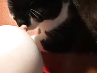 Tantalizing big breasted amateur whore lets the family cat lick her milk filled nipples in this vid
