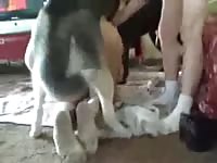 Filthy never before seen girlfriend moans while enjoying bestiality sex doggystyle with her dog