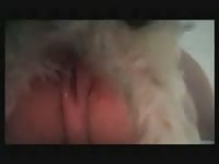 Chubby bent over housewife getting rammed nicely by her little dog in this bestiality sex video