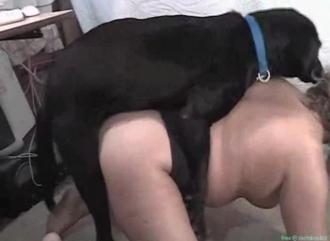Porno dogs Free Dog