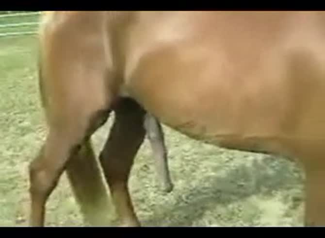 670px x 490px - Horny horse fucks his female mate while they watch - Zoo Porn Horse Sex,  Zoophilia