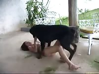 Black Rottweiler is wildly fucking its nasty mistress