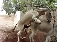 Clip of donkey fucking its female with its huge dick