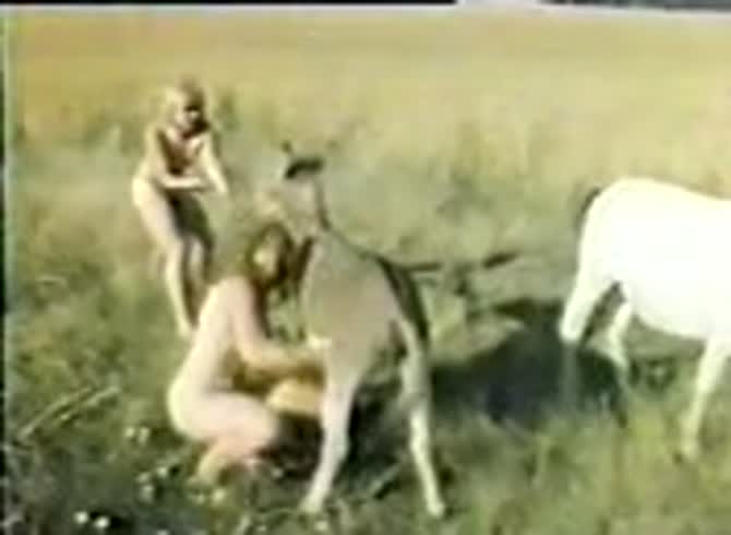 Donkey Fucks Girl