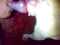 Twink sucking dog off and swallowing every drop of cum