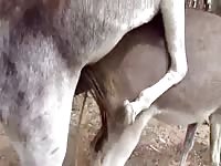 Horse fucking mare until orgasm deep in her hole