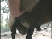 Jerking animal off until it blows a huge load