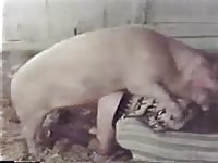 Farmers wife getting fucked by pig&#039;s huge curly cock in the sty