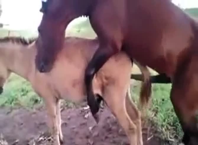 Two Horse Dick In Pussy - Horse slides it's giant cock up a donkey's hole down at the farm - Zoo Porn  Horse Sex, Zoophilia
