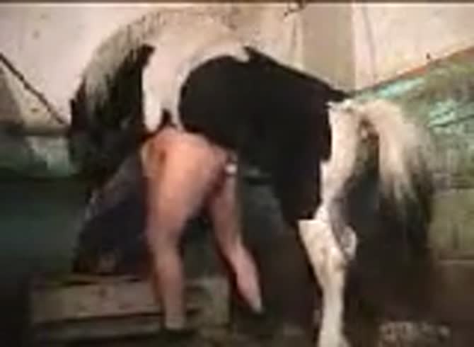 Dirty female likes getting wildly fucked by a horse - Zoo Porn Horse Sex, Zoophilia 