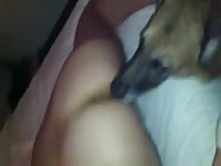 My dog licks my pussy shaky orgasm Woman Orgasms While Having Dog Sex Zoo Porn Dog Sex