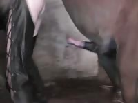 Creampie porn horse 