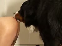 He bends over and gets his ass fucked quickly by his dog