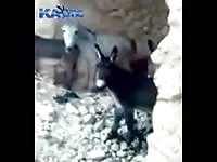 Man caught on hidden cam fucking his donkeys