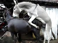 Donkey teasing then fucking his new mate