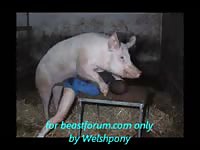 Perverted American drug addict is having intercourse with a pig