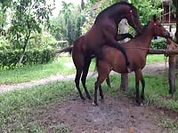 Big horse fucking its mare in the field