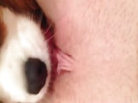 Cute little puppy likes licking pussies