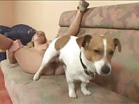 Small dog fucks blonde hottie cowgirl style until she cums