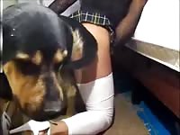 Sexy tranny in schoolgirl outfit gets pounded by a well hung canine