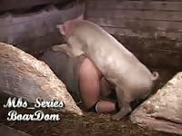 Dirty bitch getting fucked hard by this pig in the stables