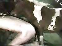 Gay guy pushing this little horses cock up his tight ass hole