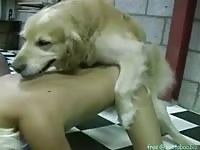 Cock deprived duo sneak off with a dog and treat the animal to hardcore suck and fuck fun