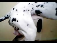 Huge Dalmatian slides his cock up his horny owner&#039;s gaping pussy